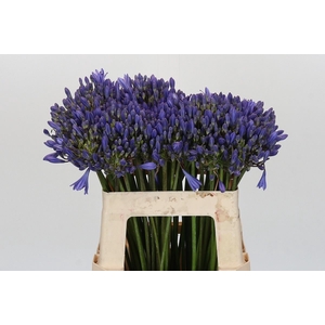 Agapanthus FU 'Atlantic Ocean'