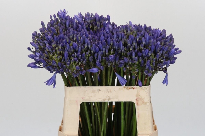 <h4>Agapanthus FU 'Atlantic Ocean'</h4>