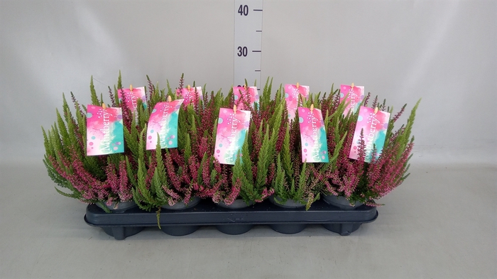 <h4>Calluna vulg. 'Beauty S Mintberry'</h4>