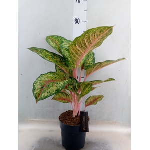 Aglaonema   ...