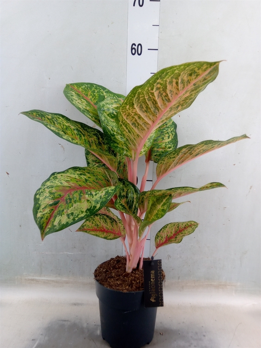 <h4>Aglaonema   ...</h4>