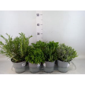 Tuinkruiden   ...mix