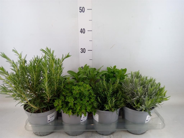 <h4>Tuinkruiden   ...mix</h4>