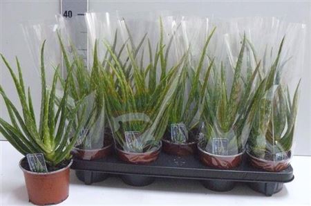 <h4>Aloe vera</h4>
