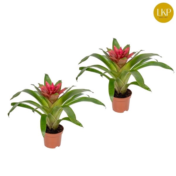 <h4>Guzmania Etude Roze (Zonder Hoes)</h4>