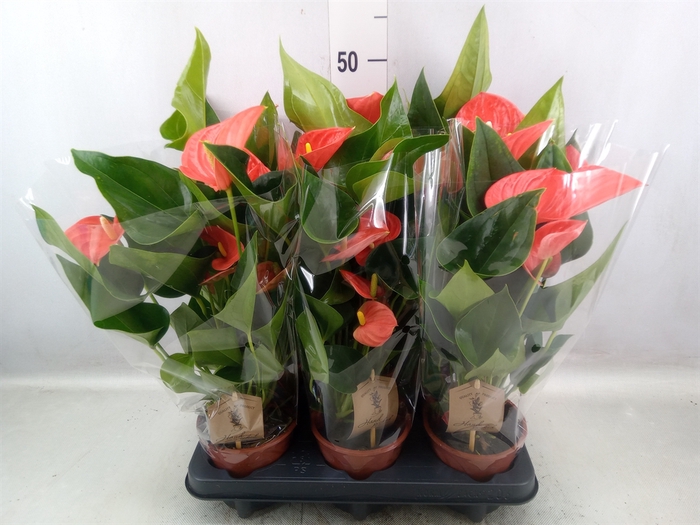 <h4>Anthurium andr. 'FC Bonheur'</h4>