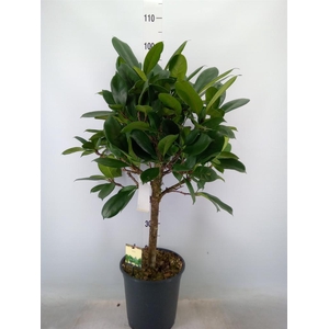 Ficus cyathistipula