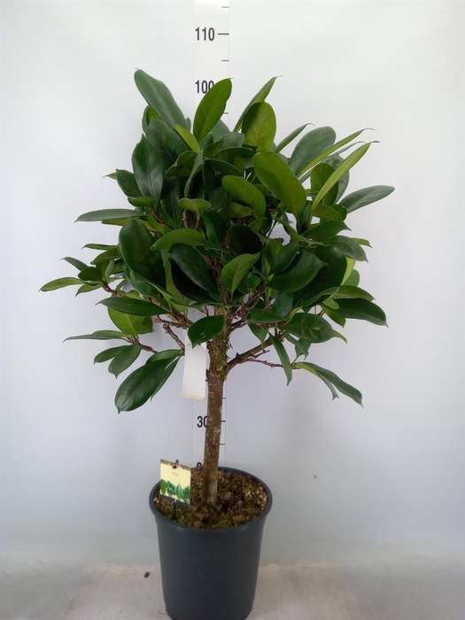 <h4>Ficus cyathistipula</h4>