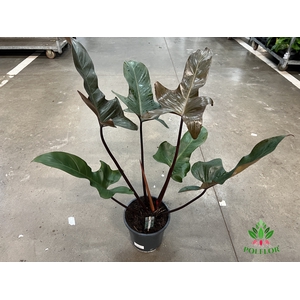 Philodendron Florida Bronze 19Ø 70cm