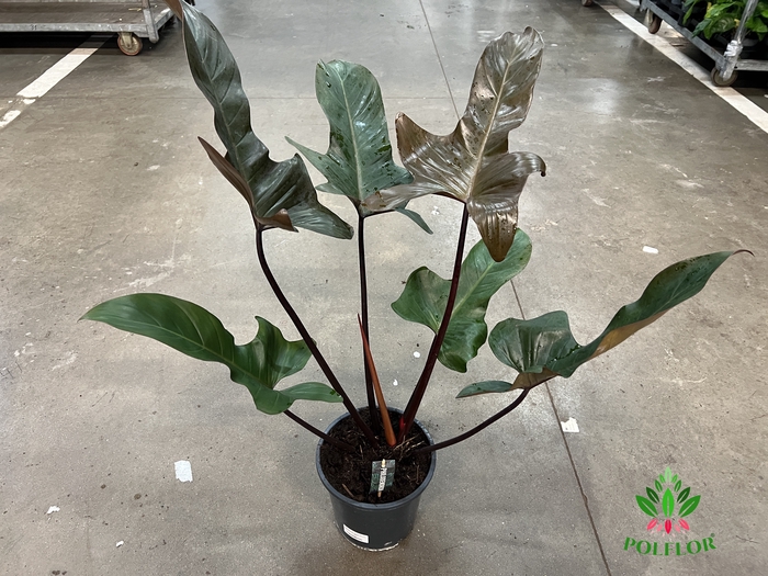 Philodendron Florida Bronze 19Ø 70cm