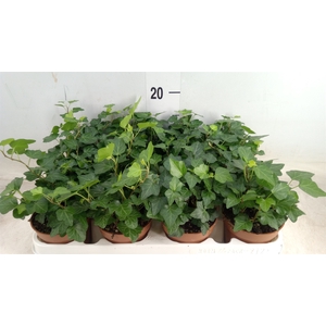 Hedera helix 'Wonder'