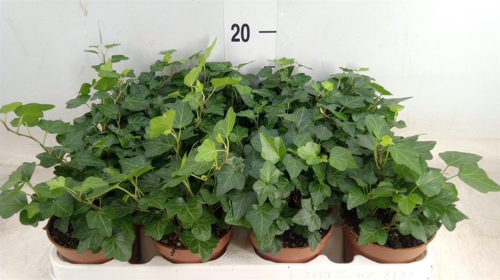 <h4>Hedera helix 'Wonder'</h4>