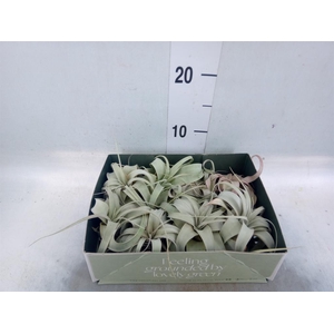 Tillandsia xerographica
