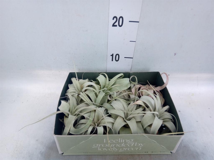 <h4>Tillandsia xerographica</h4>