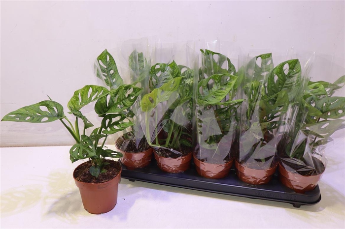 <h4>arr8 Monstera Adansonii</h4>