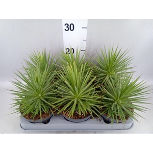 Agave stricta 'Nana'