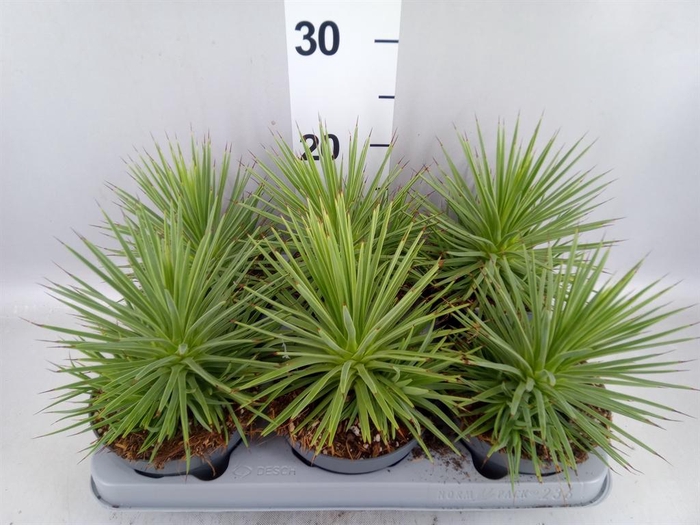 <h4>Agave stricta 'Nana'</h4>