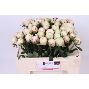 Paeonia Odile | Heavy Quality
