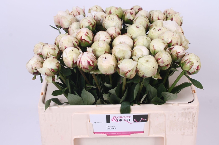<h4>Paeonia Odile | Heavy Quality</h4>