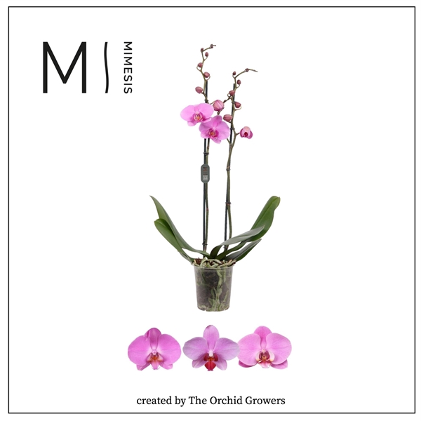 <h4>Mimesis Phal. Dark Pink - 2 spike 12cm</h4>