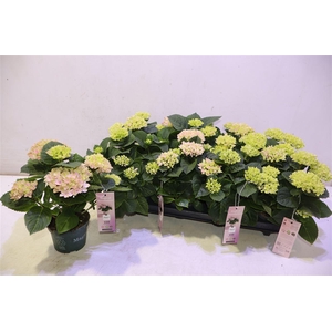 Hydr M Mag Revolutio Pink