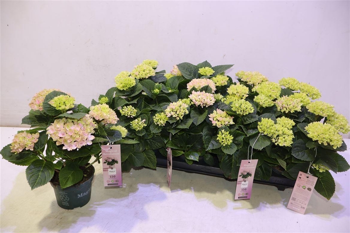 <h4>arr8 Hydr M Mag Revolutio Pink</h4>