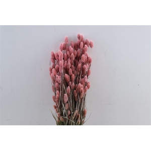 Dried Phalaris Frosted Pink Bunch