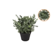 Silk Eucalyptus Green In Pot M 23x23x28cm