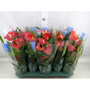 Anthurium andr. 'Karma Red'