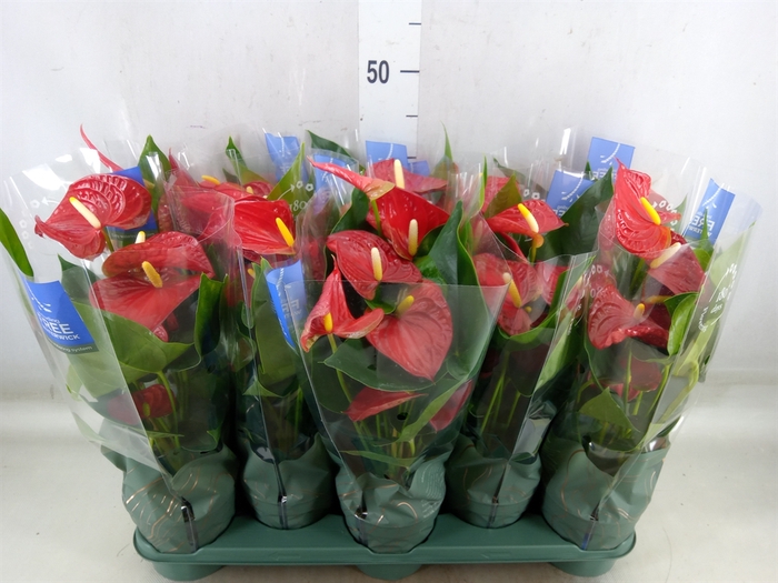 <h4>Anthurium andr. 'Karma Red'</h4>