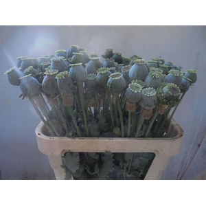 Papaver Som Zaaddoos