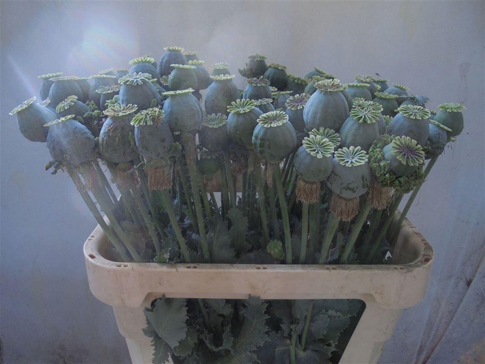 <h4>Papaver Som Zaaddoos</h4>