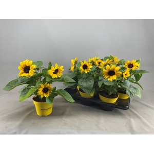 HELI SUNRAY YELLOW