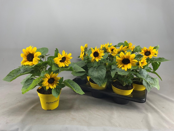 <h4>HELI SUNRAY YELLOW</h4>