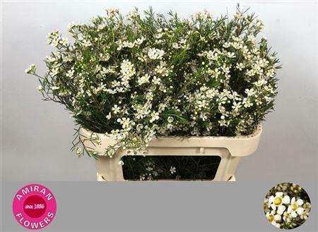 <h4>Chame Un Ofir</h4>