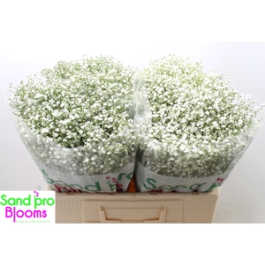 Gypsophila paniculata Zinzi Discovery