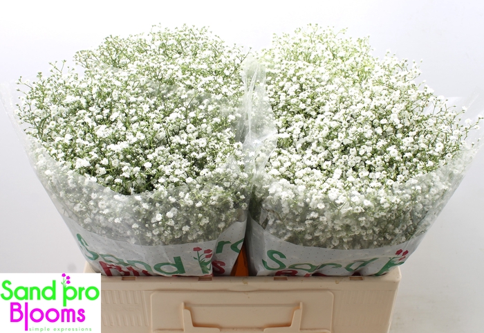 <h4>Gypsophila paniculata Zinzi Discovery</h4>