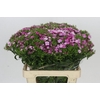 Dianthus Br Amazon Rose Magic