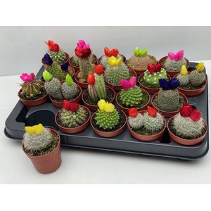 CACTUS VERSIERD