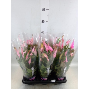 Spathiphyllum  'Bellini'