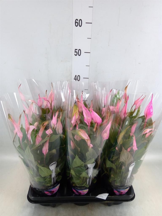 <h4>Spathiphyllum  'Bellini'</h4>