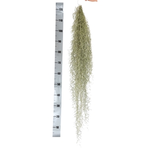 Tillandsia usneoides