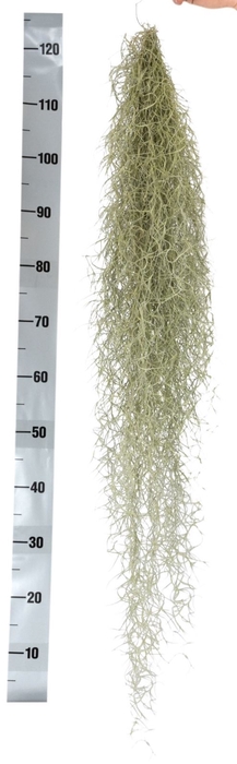 <h4>Tillandsia usneoides</h4>