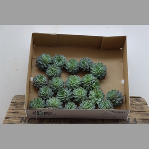 Echeveria Zonnestraal Klein X20