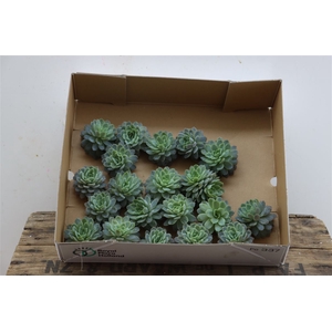 Echeveria Zonnestraal Klein X20