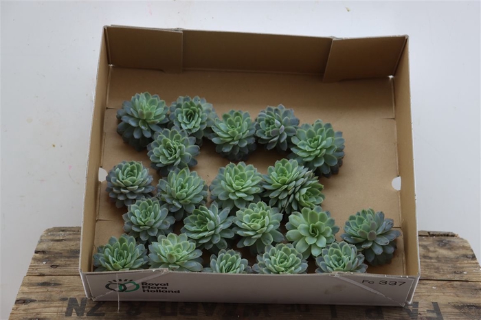 <h4>Echeveria Zonnestraal Klein X20</h4>
