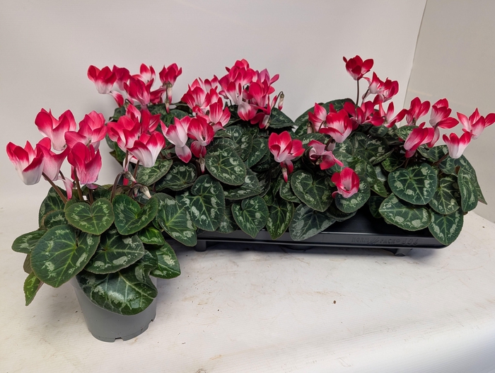 <h4>CYCL MD INDIAKA</h4>