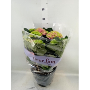 Hydrangea mac. 'Rosita'