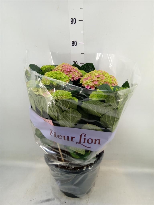 <h4>Hydrangea mac. 'Rosita'</h4>