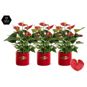 Anthurium Diamond Red in Lovely red ceramics